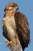 Jackal Buzzard