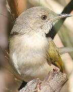 Grey-backed Camaroptera