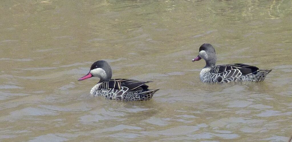 Canard à bec rouge