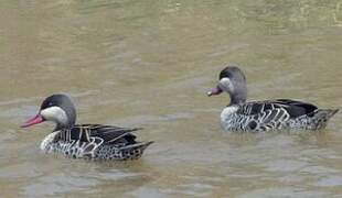 Canard à bec rouge