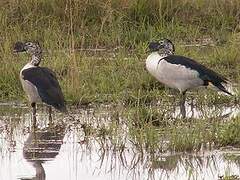 Knob-billed Duck