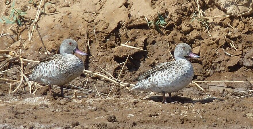 Cape Teal