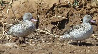 Cape Teal