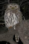 Pearl-spotted Owlet