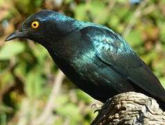 Cape Starling