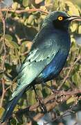 Greater Blue-eared Starling