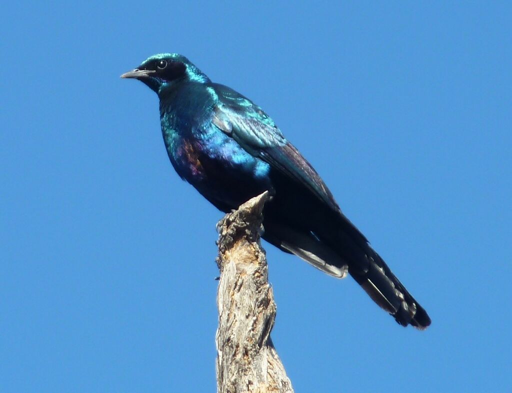 Burchell's Starling