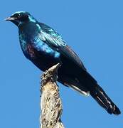 Burchell's Starling