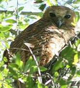 Pel's Fishing Owl