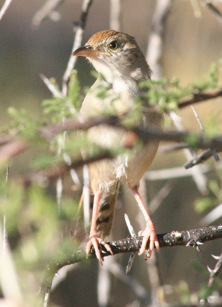 Rattling Cisticola