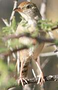 Rattling Cisticola