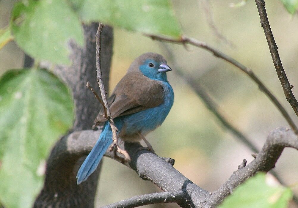 Cordonbleu de l'Angola