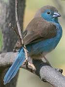 Blue Waxbill