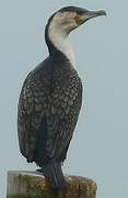 White-breasted Cormorant