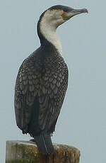 Cormoran à poitrine blanche