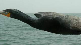 Cape Cormorant