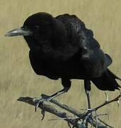 Cape Crow