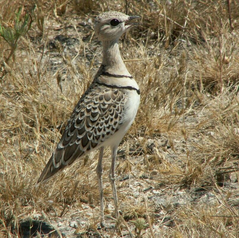 Double-banded Courser