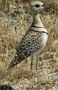 Double-banded Courser