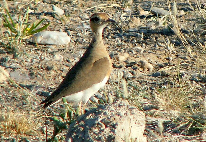 Temminck's Courser