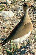 Temminck's Courser