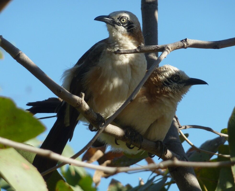 Bare-cheeked Babbler