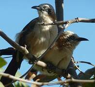 Bare-cheeked Babbler