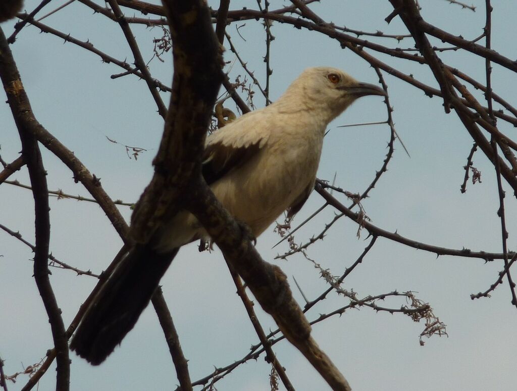 Southern Pied Babbler