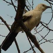 Southern Pied Babbler