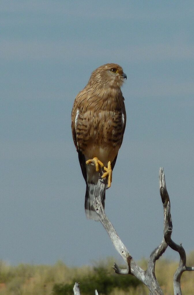 Greater Kestrel