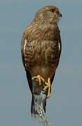 Greater Kestrel