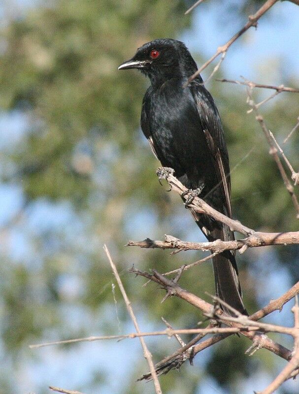 Fork-tailed Drongo