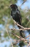 Fork-tailed Drongo