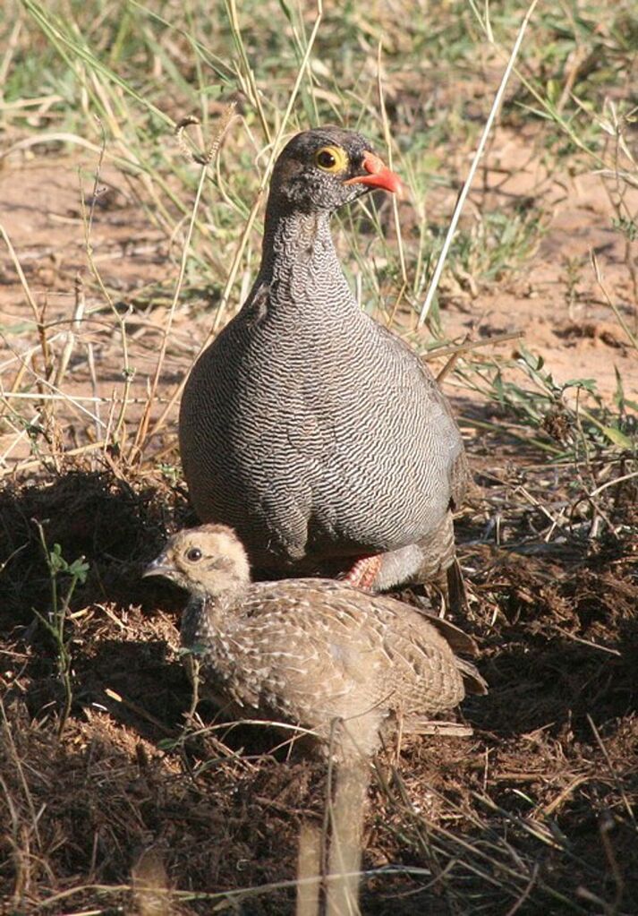 Francolin à bec rouge