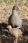 Francolin à bec rouge