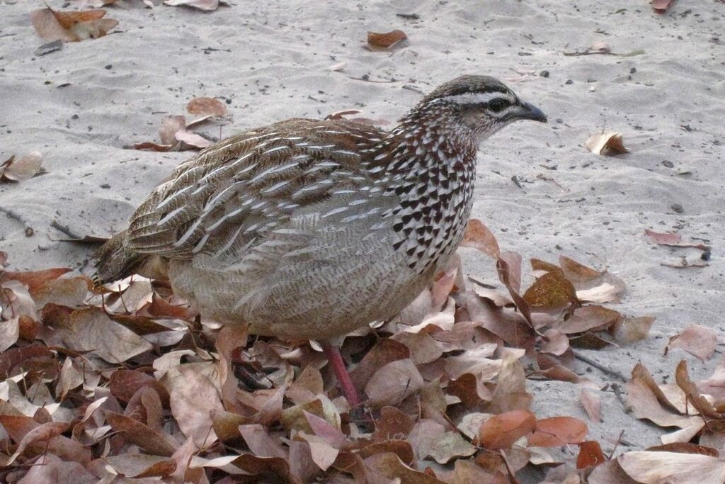 Francolin huppé