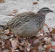 Crested Francolin