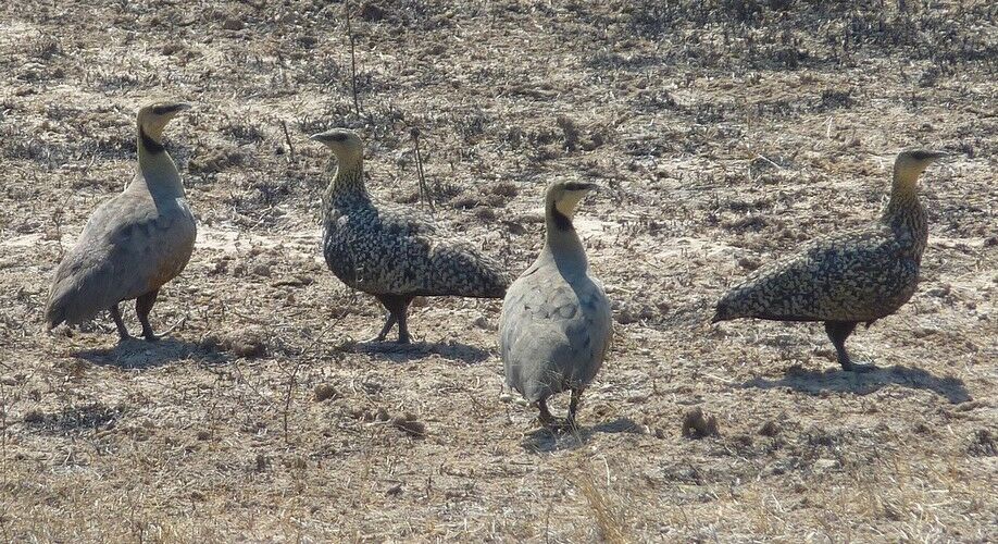 Yellow-throated Sandgrouse 