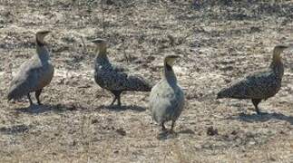 Yellow-throated Sandgrouse