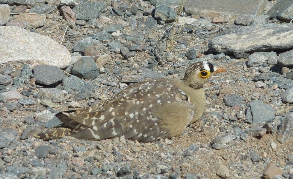 Double-banded Sandgrouse