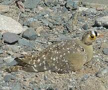 Double-banded Sandgrouse