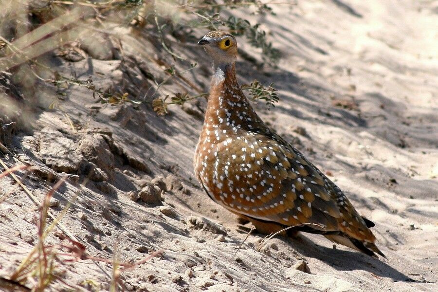 Burchell's Sandgrouse