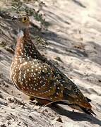 Burchell's Sandgrouse