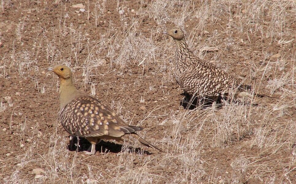 Namaqua Sandgrouse 