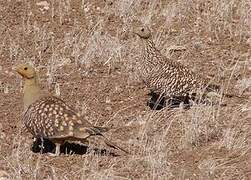 Namaqua Sandgrouse