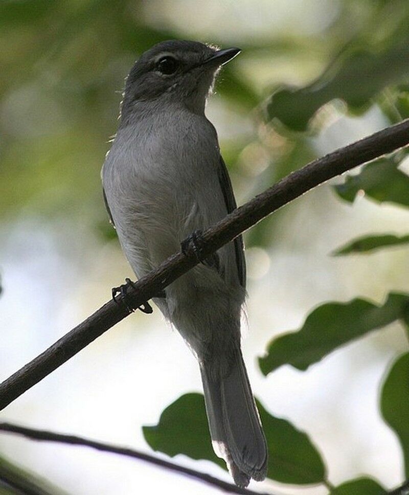 Ashy Flycatcher