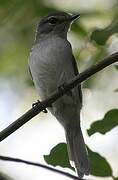 Ashy Flycatcher