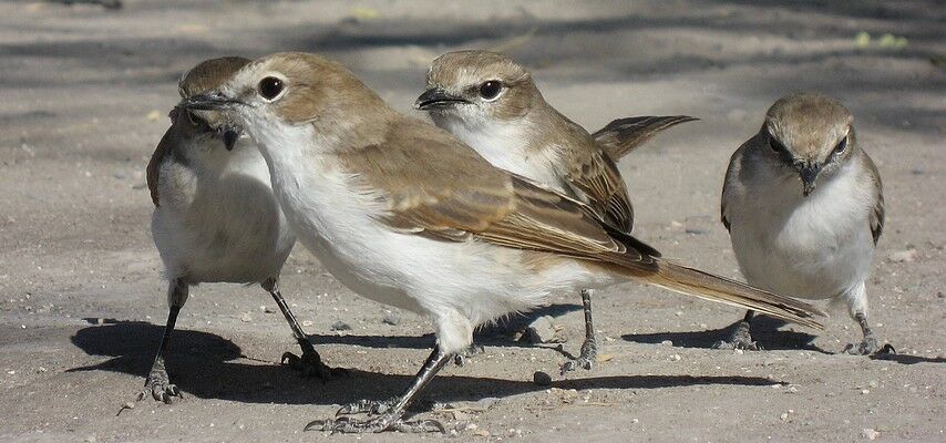 Marico Flycatcher