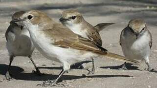 Marico Flycatcher