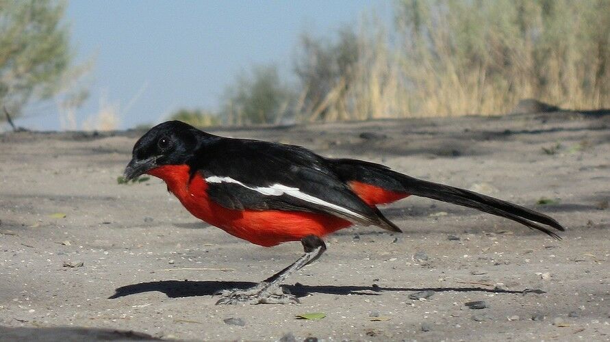 Gonolek rouge et noir